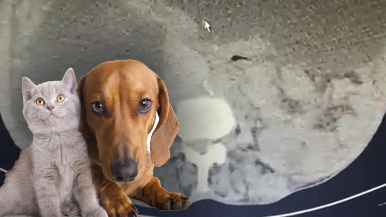 Karnından çıkanlar tıp dünyasını şaşırttı, uzmanlar uyardı! Kedi-köpek temasına dikkat