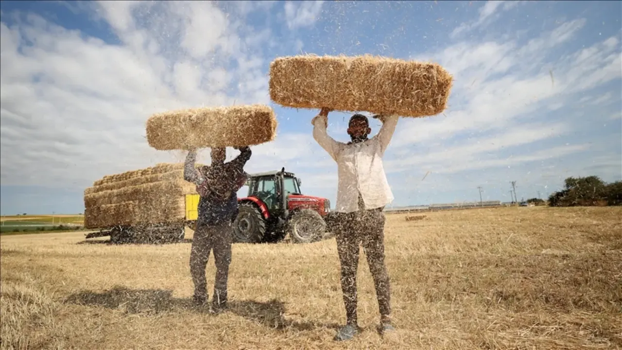 Kavurucu sıcakta hasat! Tarım işçilerinin zorlu mesaisi