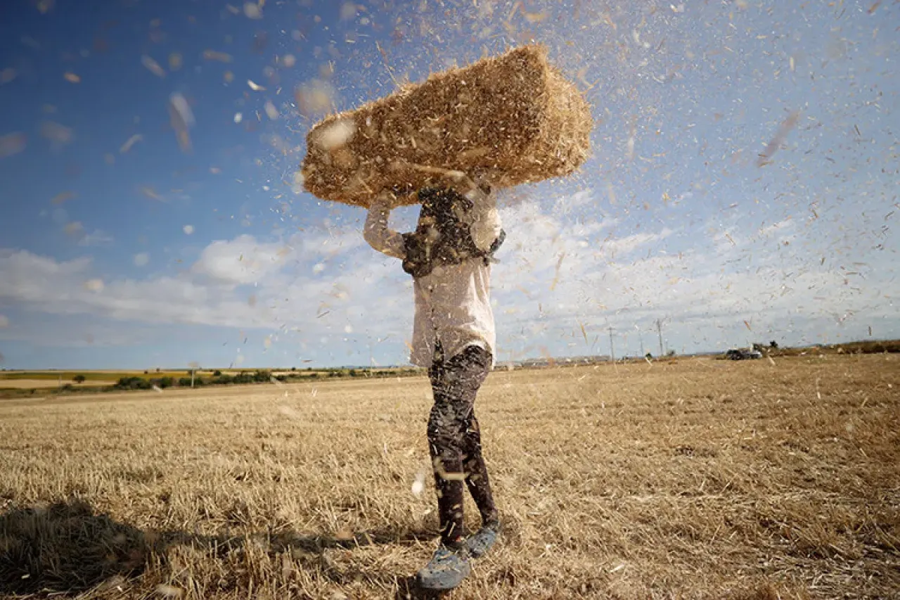 Kavurucu sıcakta hasat! Tarım işçilerinin zorlu mesaisi