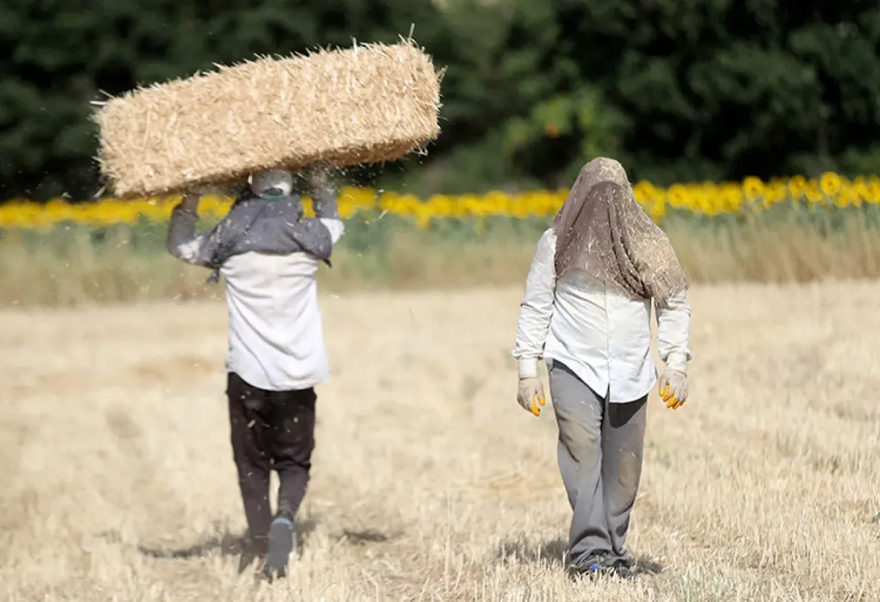 Kavurucu sıcakta hasat! Tarım işçilerinin zorlu mesaisi
