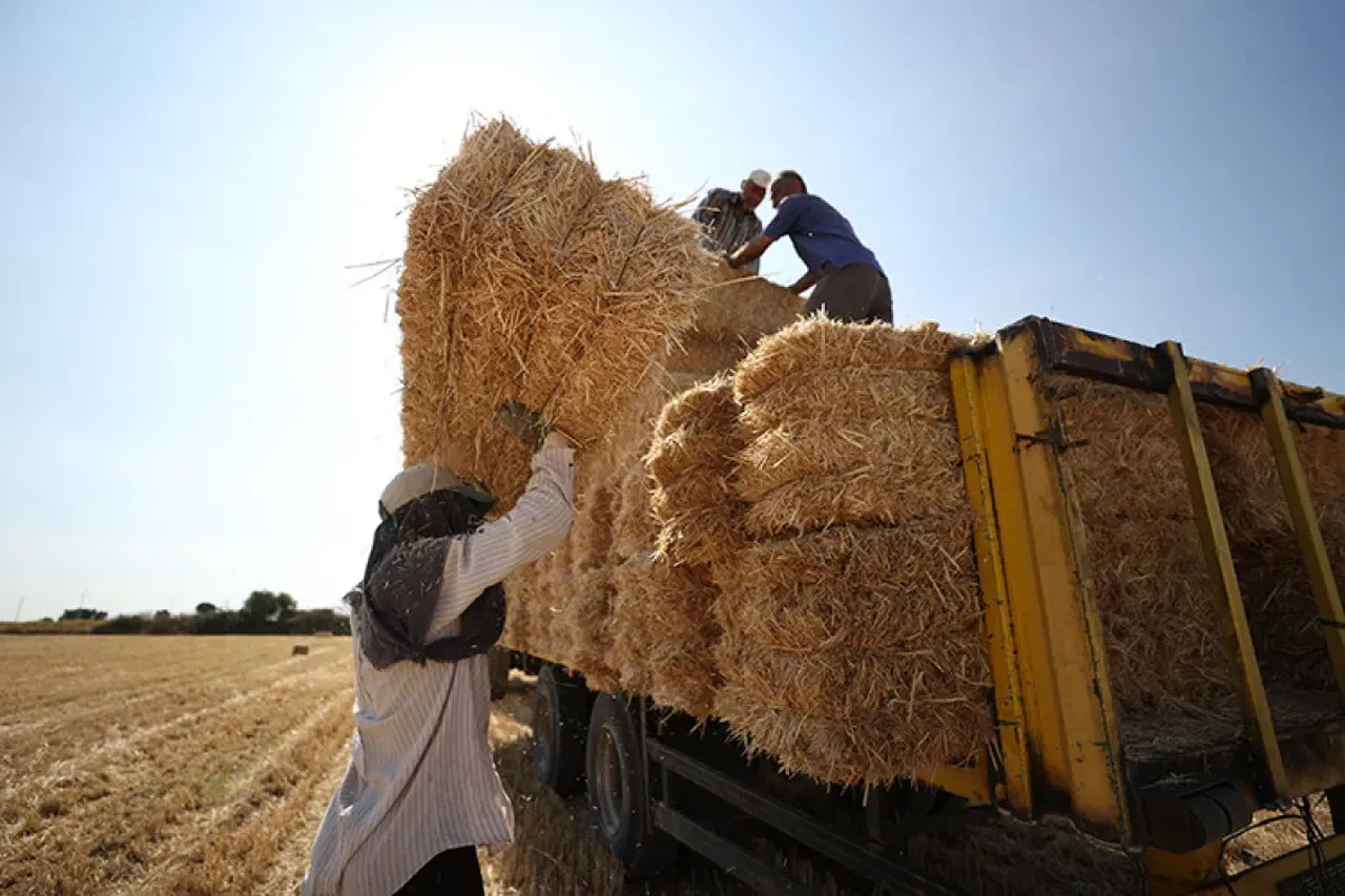 Kavurucu sıcakta hasat! Tarım işçilerinin zorlu mesaisi