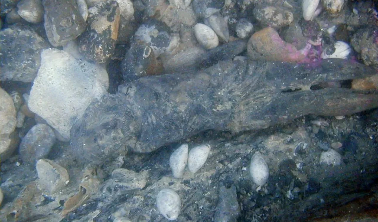 Korsanlık tarihinin en zengin ganimeti! 300 yıllık gizemli hazine bulundu