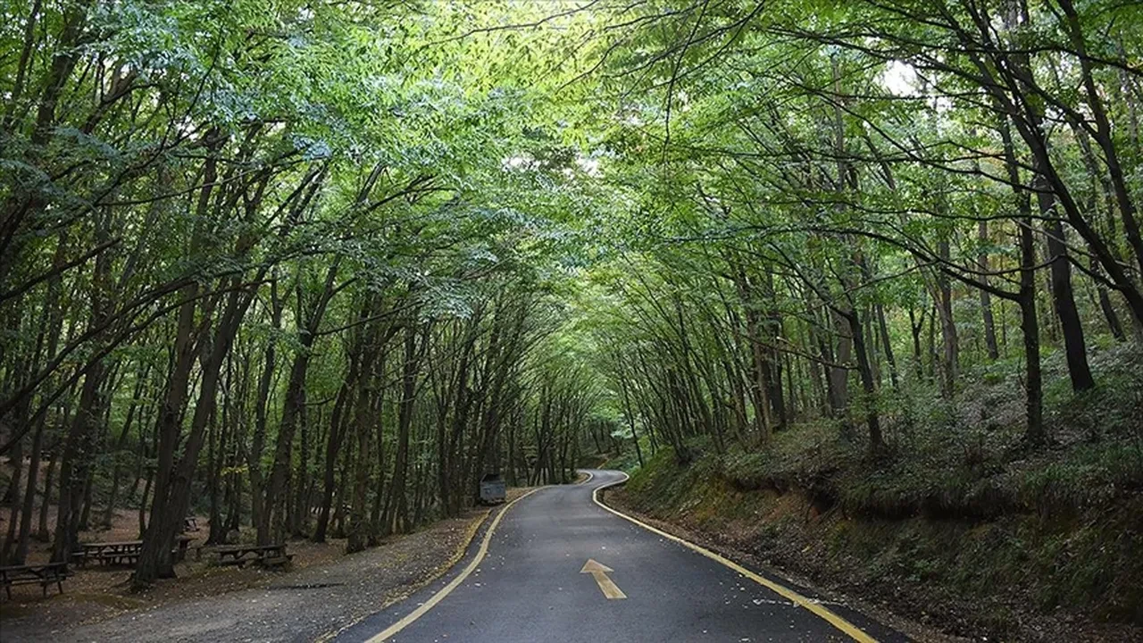 Torba yasayla orman yangınları artacak mı? Bomba iddiaya açıklama geldi
