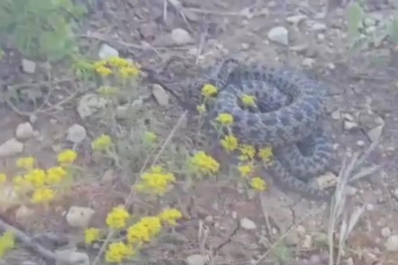 Türkiye'nin en zehirlilerinden... Dev engerek yılanını görünce şoke oldu