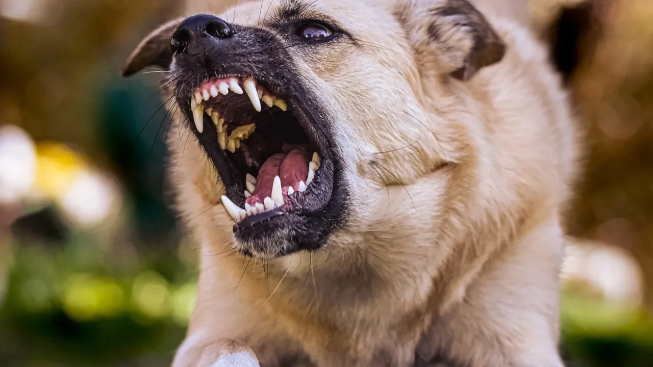 Başıboş köpek dehşeti! Hindi ve tavuklar telef oldu