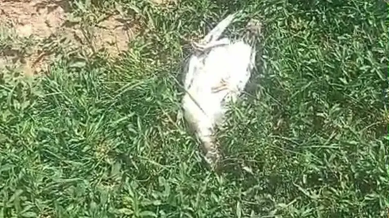 Başıboş köpek dehşeti! Hindi ve tavuklar telef oldu