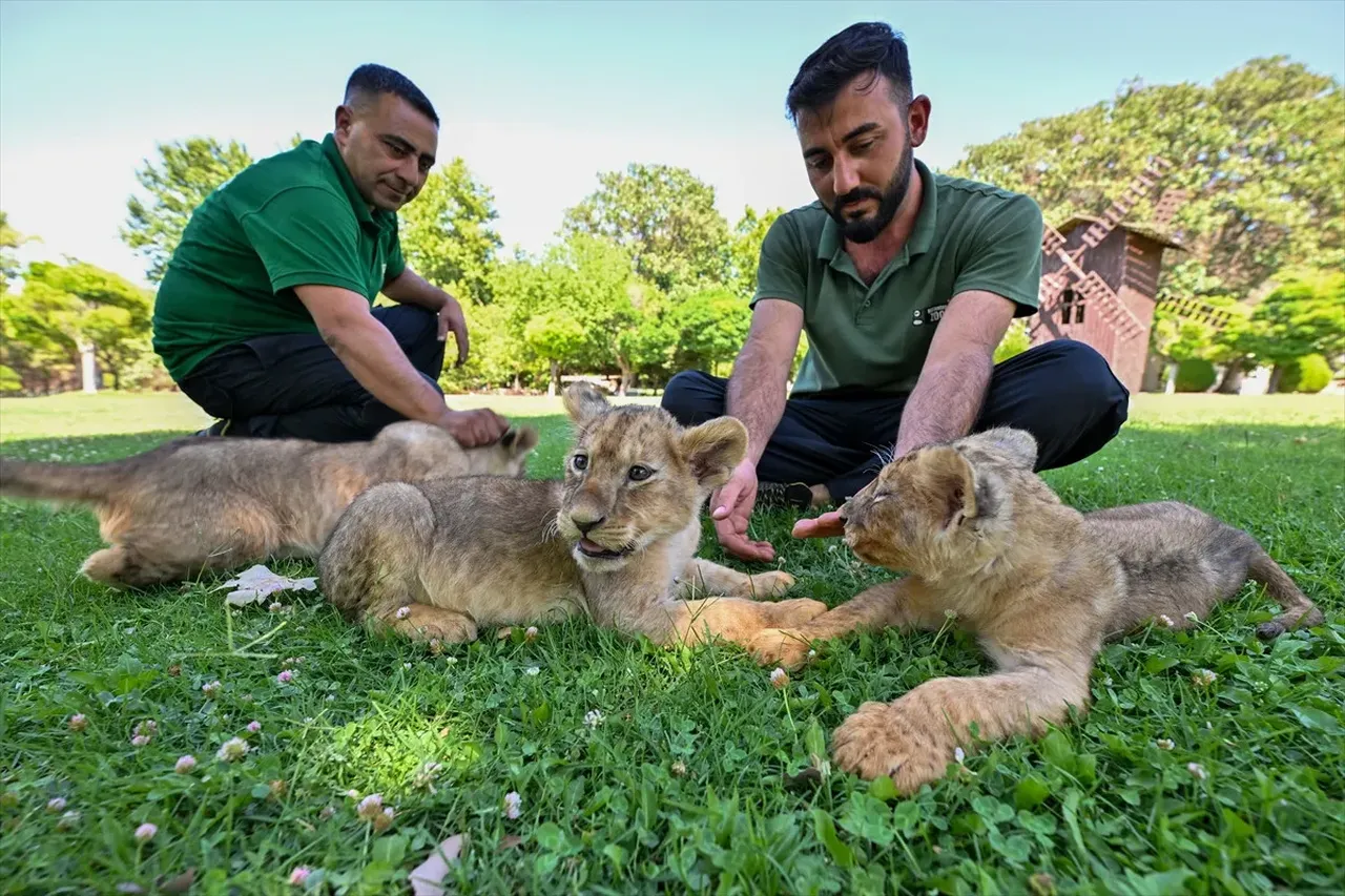 Cumhurbaşkanı Erdoğan'ın aslanlarına isim aranıyor! Anketle belirlenecek  