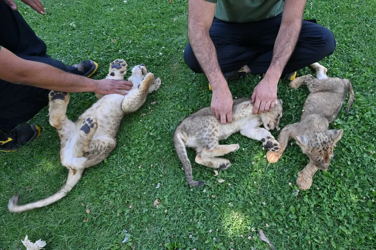 Cumhurbaşkanı Erdoğan'ın aslanlarına isim aranıyor! Anketle belirlenecek  