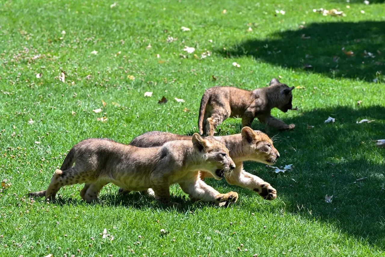 Cumhurbaşkanı Erdoğan'ın aslanlarına isim aranıyor! Anketle belirlenecek  