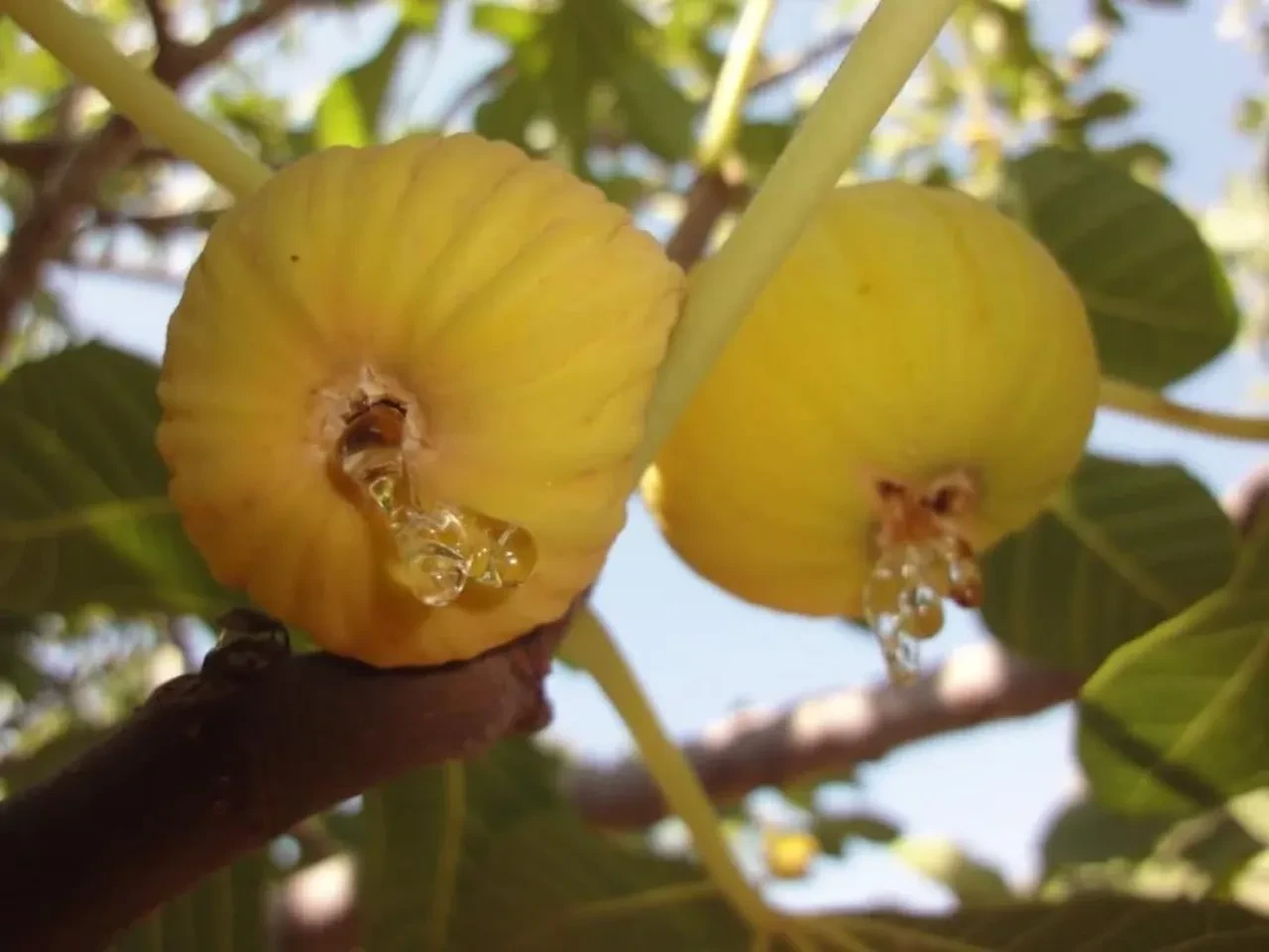 Herkes merakla bekliyordu! İncirde hasat ve ihracat tarihi belli oldu