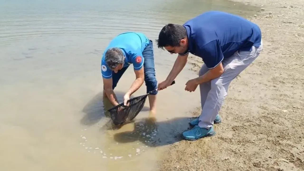 Kilgen Barajı'na 321 bin yavru sazan, baraja bırakıldı