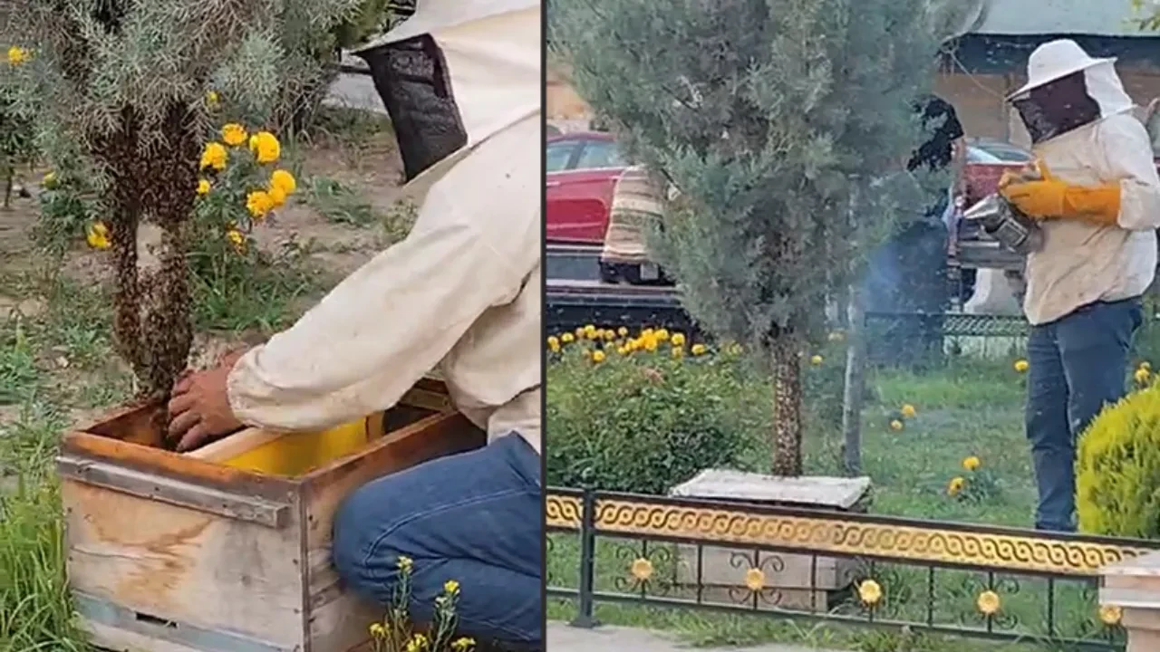 Kraliçe arı kaçtı! Arılar şehir merkezini istila etti!