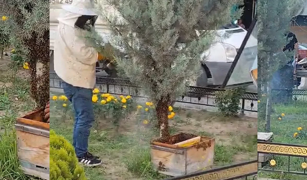 Kraliçe arı kaçtı! Arılar şehir merkezini istila etti!