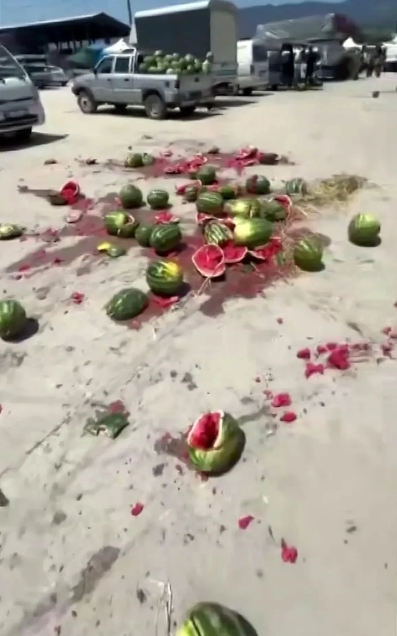 Emeği yerde kaldı: Sakaryalı çiftçi para etmeyen karpuzlarını tek tek parçaladı!