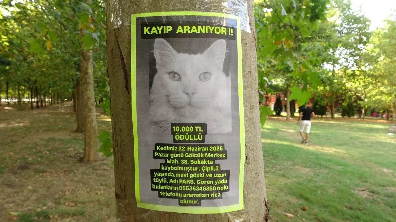 Gözündeki yaş bir an olsun dinmiyor! Her yerde onu arıyor: Bulana 10 bin TL ödül