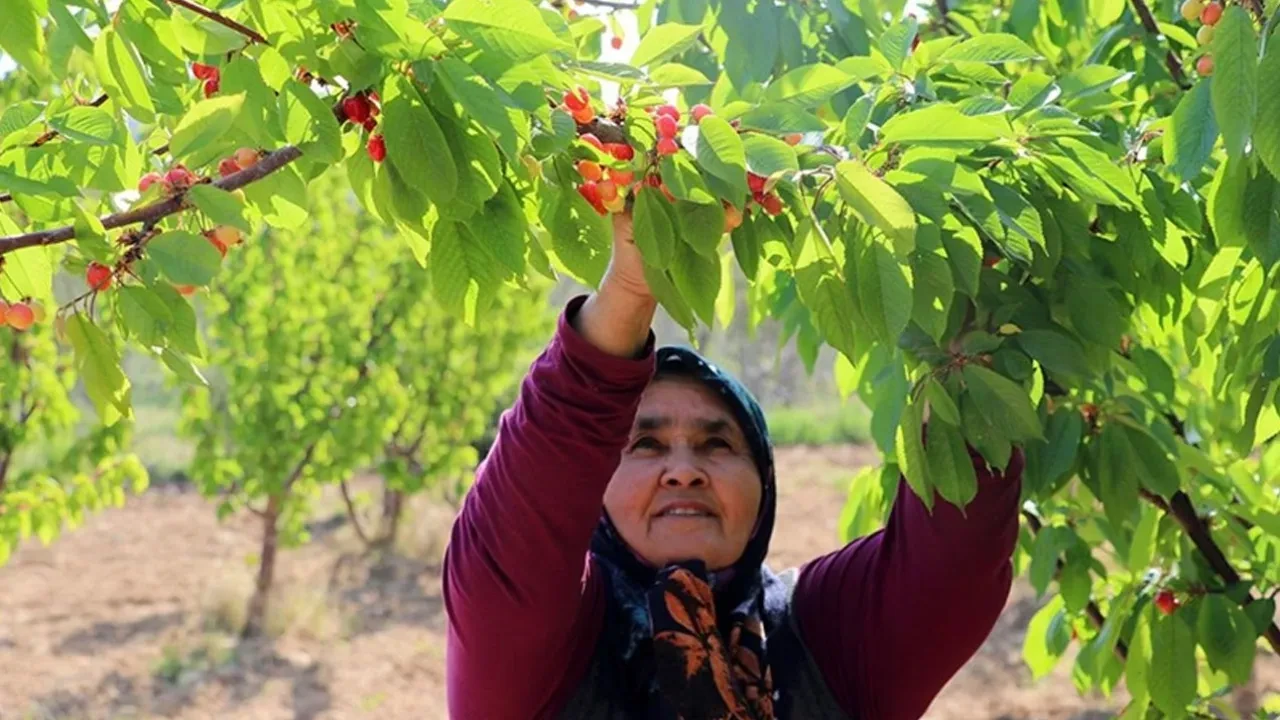 Ürünlerini don vuran çiftçiye bir darbe daha! İşte alım fiyatı