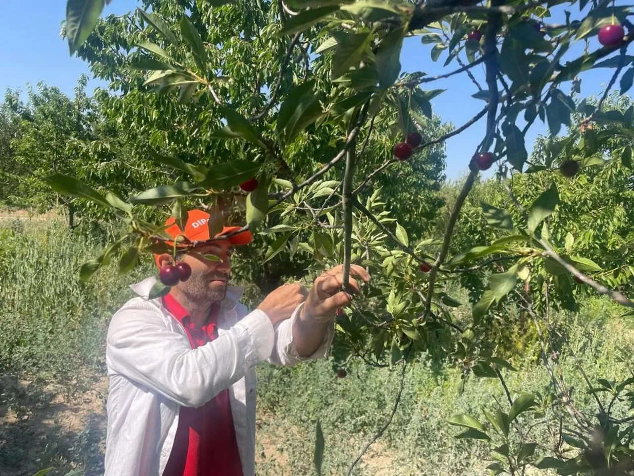 Ürünlerini don vuran çiftçiye bir darbe daha! İşte alım fiyatı