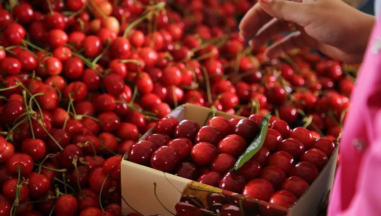 Ürünlerini don vuran çiftçiye bir darbe daha! İşte alım fiyatı