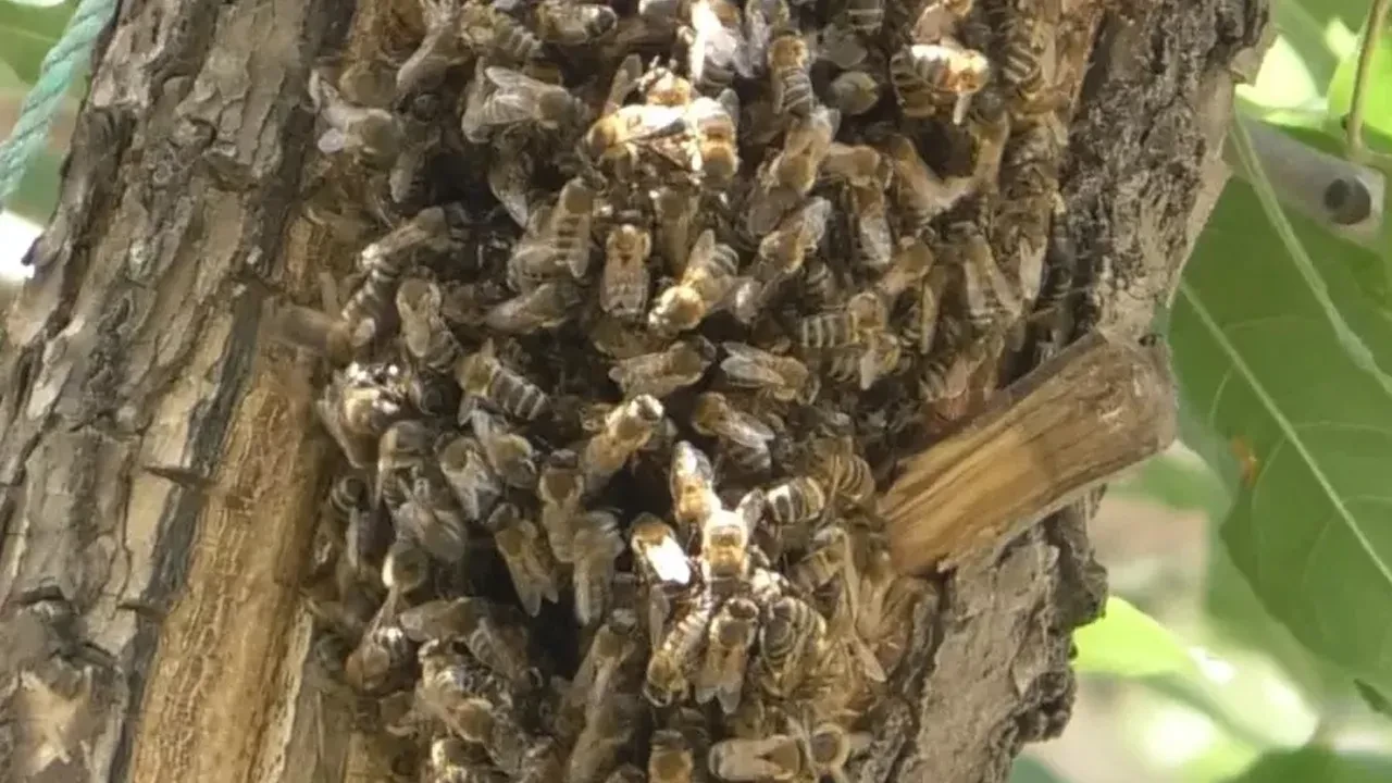 Arılar evi adeta istila etti! Çocuklarını korumak isteyen anne, tencere kapağını kalkan yaptı