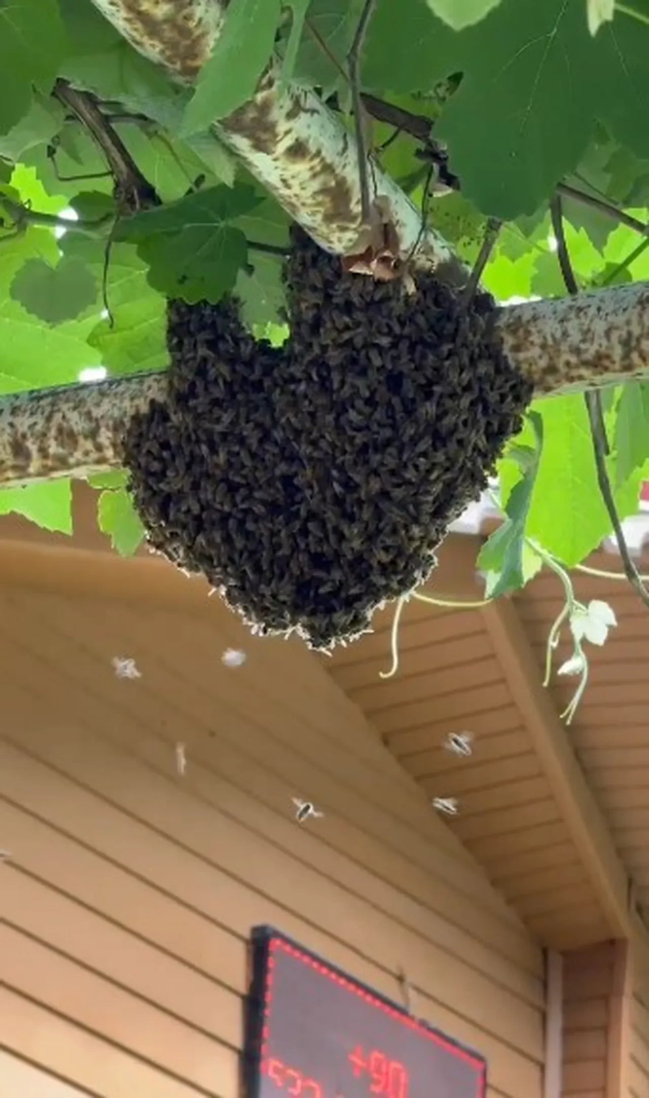 Arılar evi adeta istila etti! Çocuklarını korumak isteyen anne, tencere kapağını kalkan yaptı