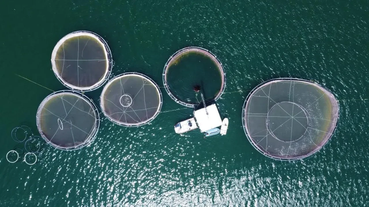 Denizi olmayan şehir, Avrupa'ya balık gönderiyor! Yılda 225 ton üretim