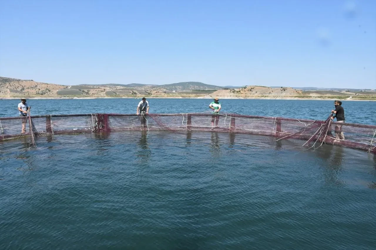 Denizi olmayan şehir, Avrupa'ya balık gönderiyor! Yılda 225 ton üretim