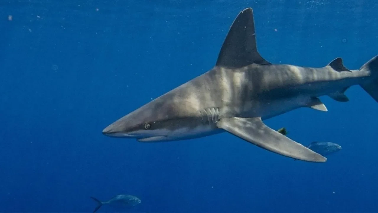 Türkiye’de köpekbalıklarının sayısı artıyor mu?