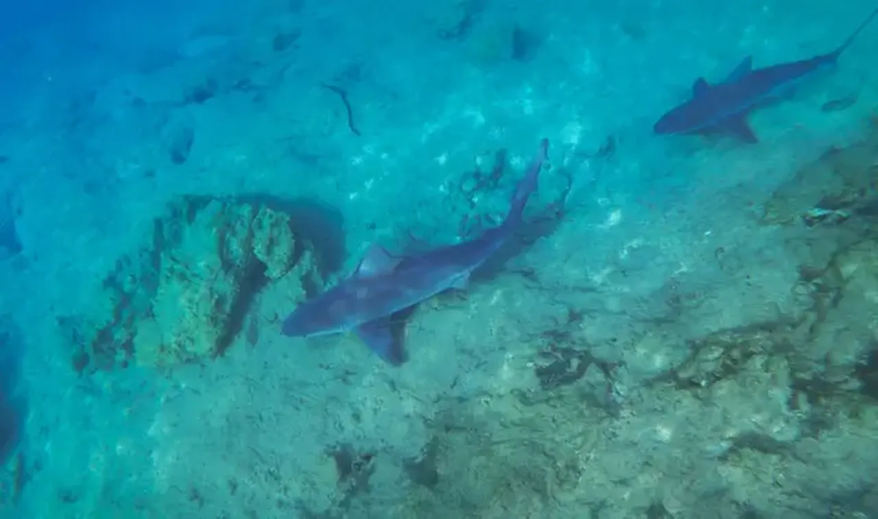 Türkiye’de köpekbalıklarının sayısı artıyor mu?