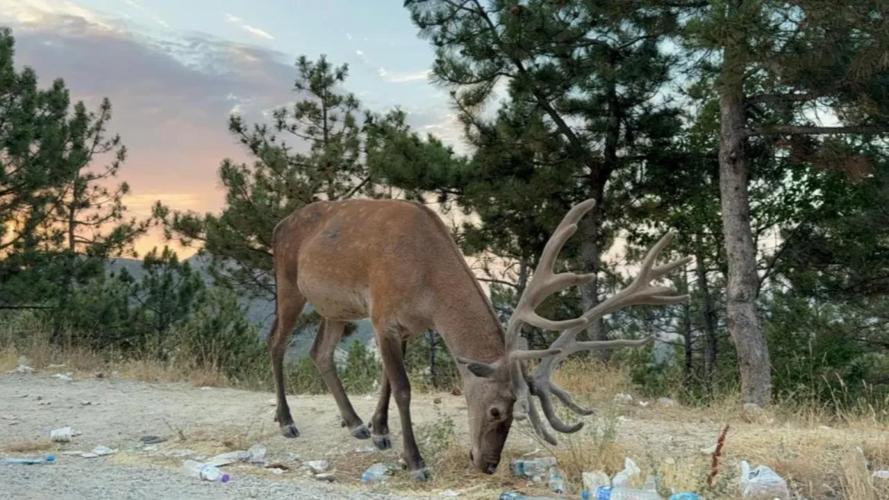 Geyiğin şaşırtan tercihi! Ormanı bırakıp asfaltta yaşamaya başladı