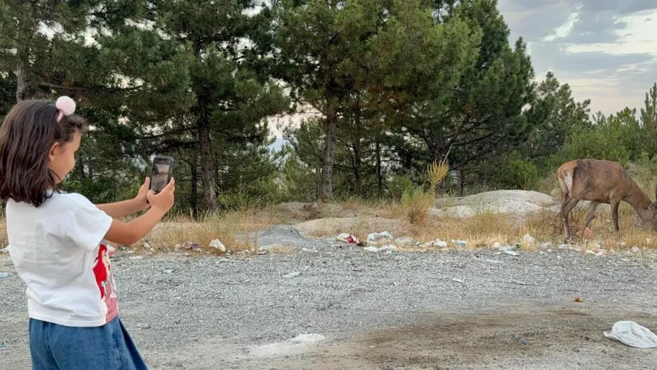 Geyiğin şaşırtan tercihi! Ormanı bırakıp asfaltta yaşamaya başladı
