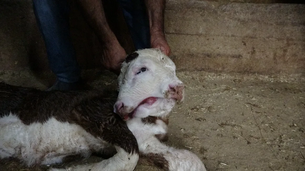 Çift başlı buzağı görenleri şaşkına çevirdi! 