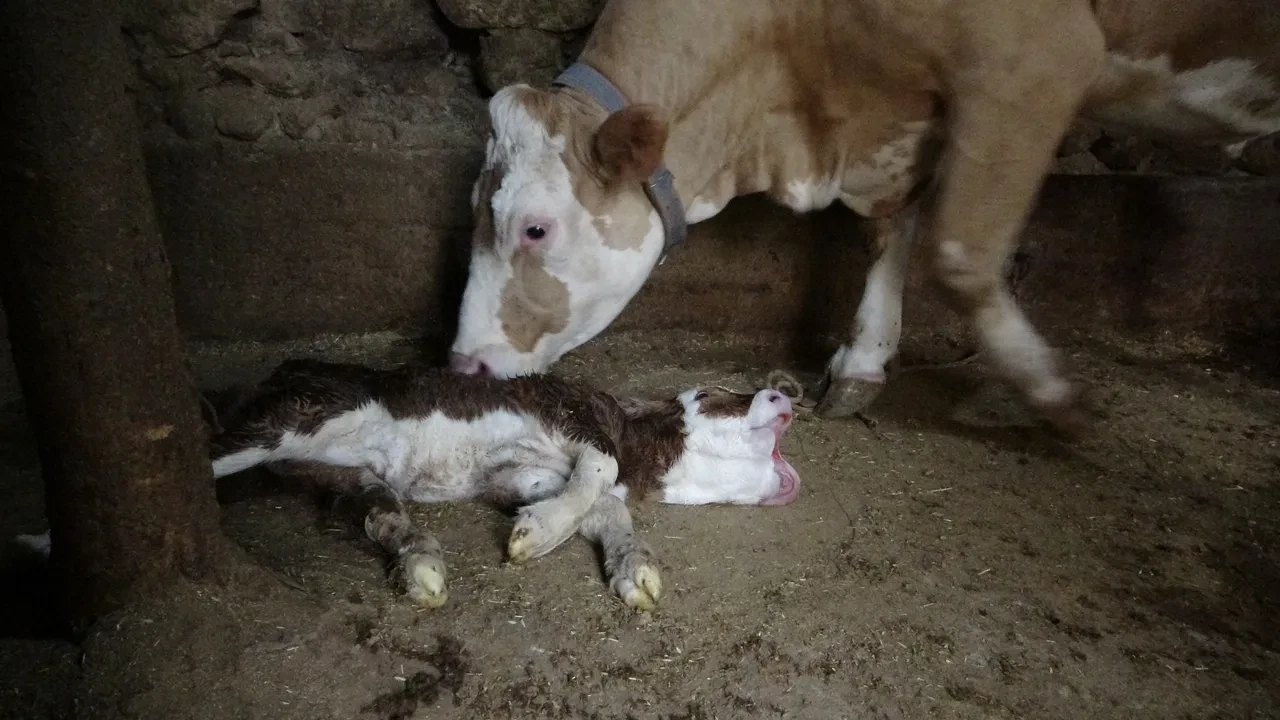 Çift başlı buzağı görenleri şaşkına çevirdi!