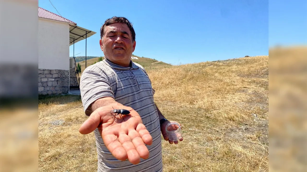 Ender görülen canlı, Sivas'ta ortaya çıktı! Öldürmenin cezası 557 bin TL
