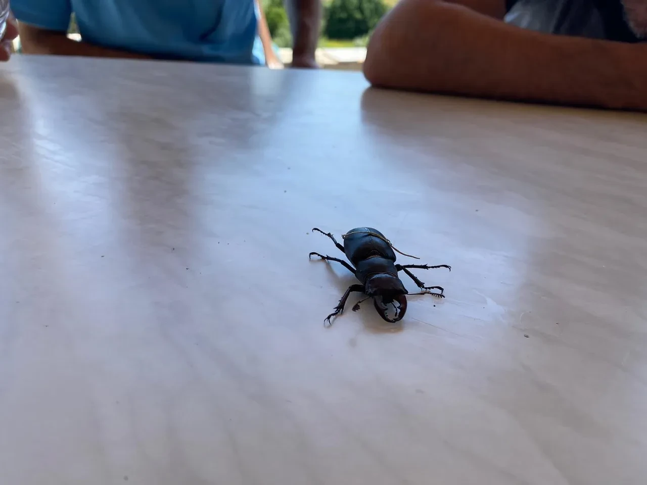 Ender görülen canlı, Sivas'ta ortaya çıktı! Öldürmenin cezası 557 bin TL