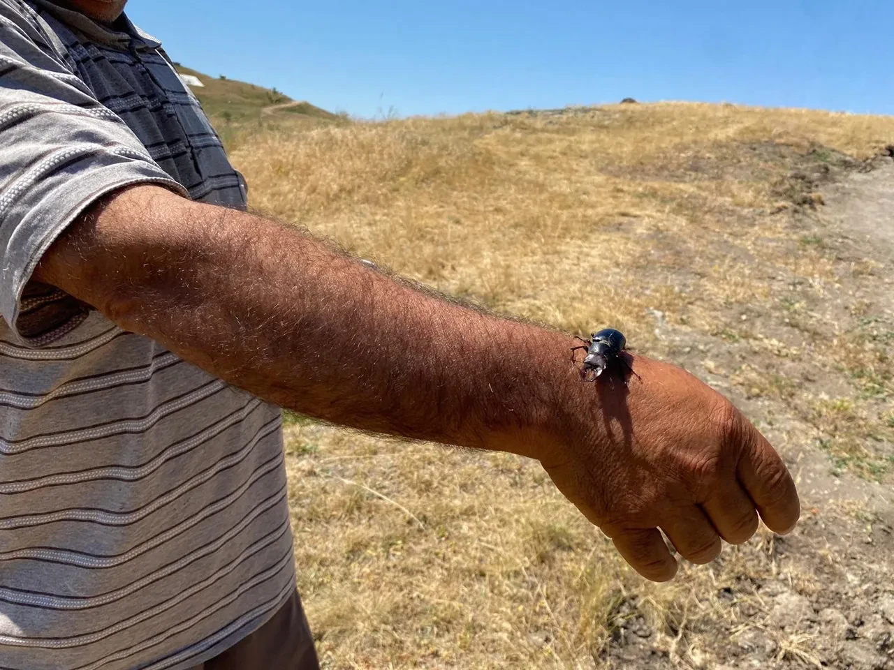 Ender görülen canlı, Sivas'ta ortaya çıktı! Öldürmenin cezası 557 bin TL