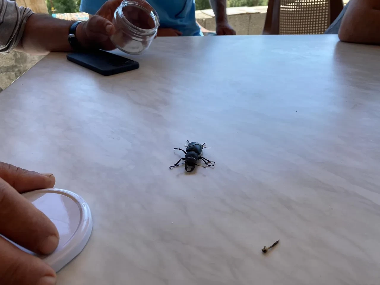 Ender görülen canlı, Sivas'ta ortaya çıktı! Öldürmenin cezası 557 bin TL