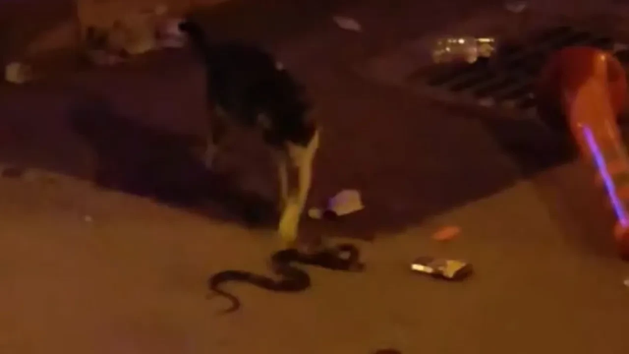 İnegöl'de nefes kesen mücadele: Kedi ve yılanın düellosu kamerada!