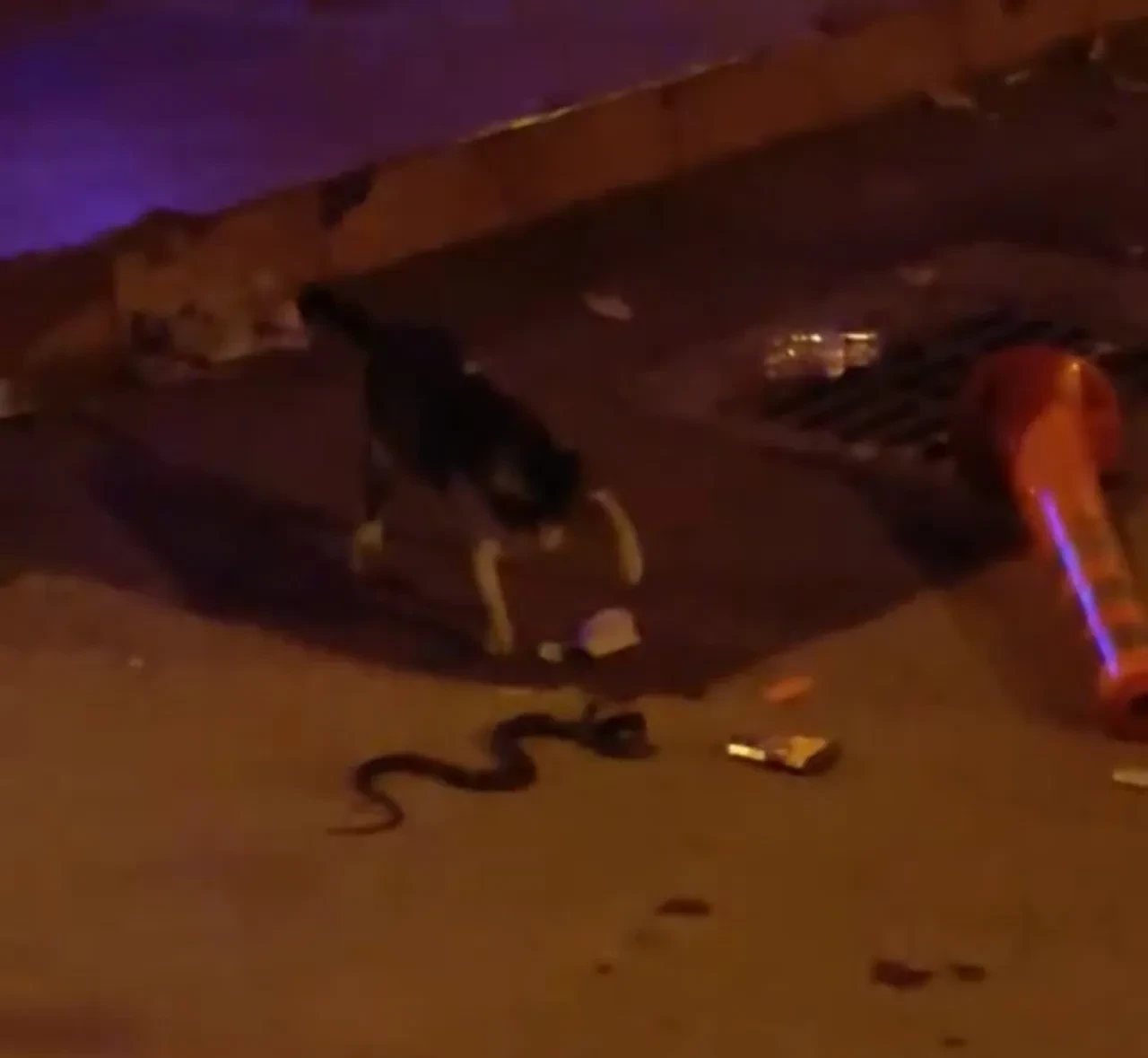 İnegöl'de nefes kesen mücadele: Kedi ve yılanın düellosu kamerada!