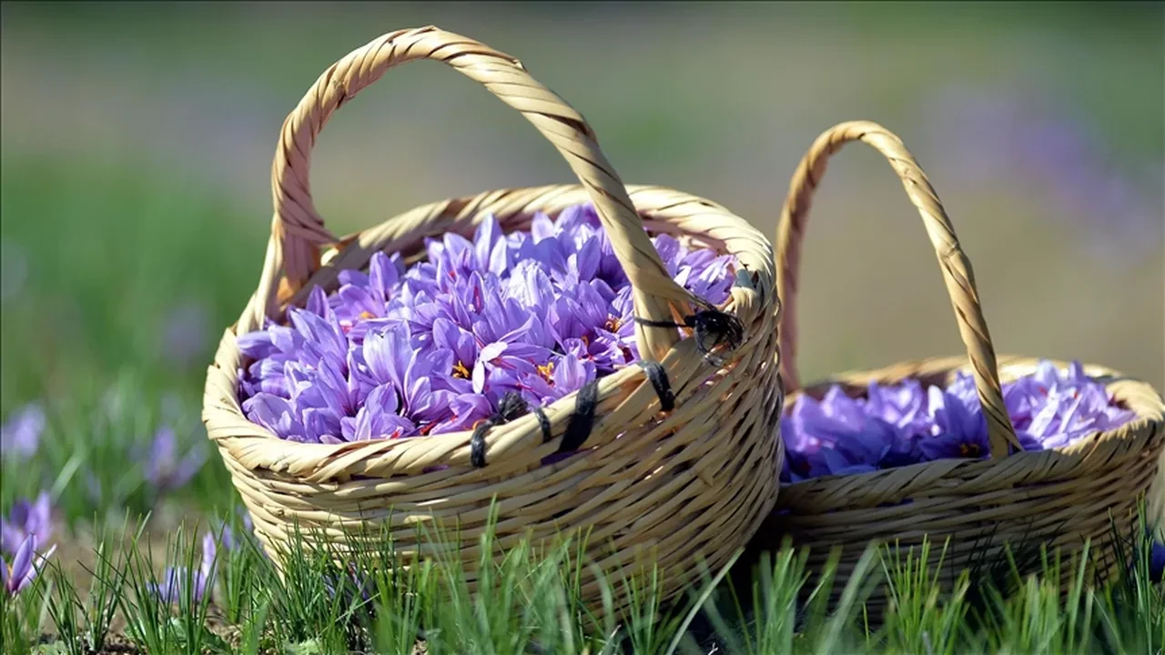 Kilosu 600 bin lira: Jandarma başında nöbet tutuyor! 