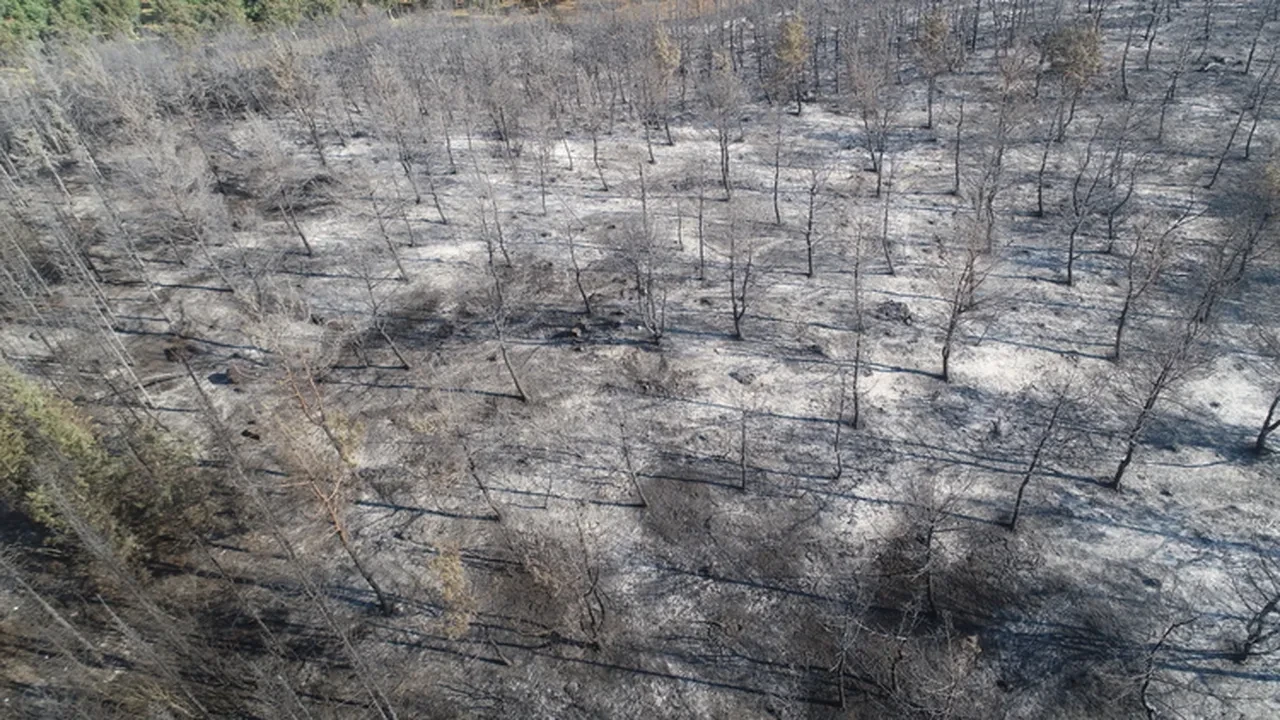 Çanakkale yangın söndü mü son dakika? Orman yangınında son durum bilgisi