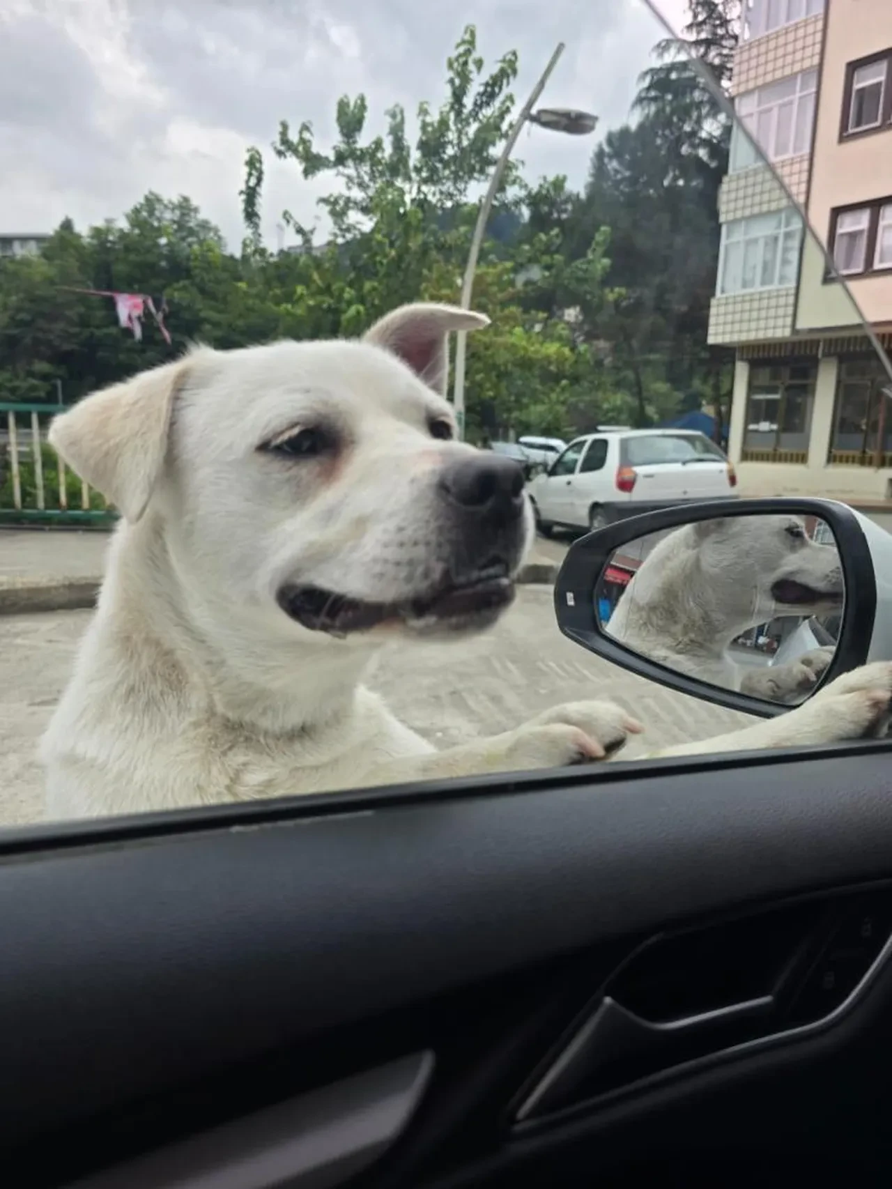 Esnafın sadık dostu! Peşinden bir an olsun ayrılmıyor
