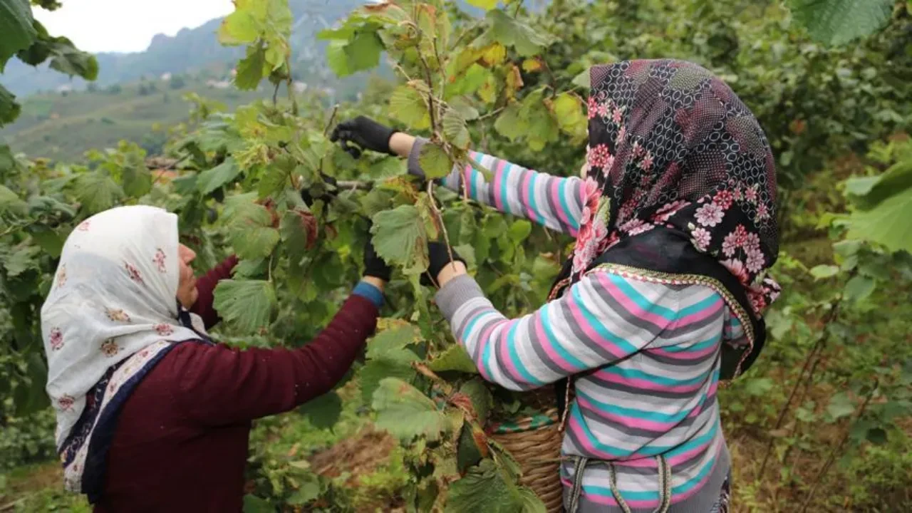 Fındık işçilerinin günlük yevmiyesi belli oldu: İşte, çuvalcı, katırcı ve işçi ücretleri