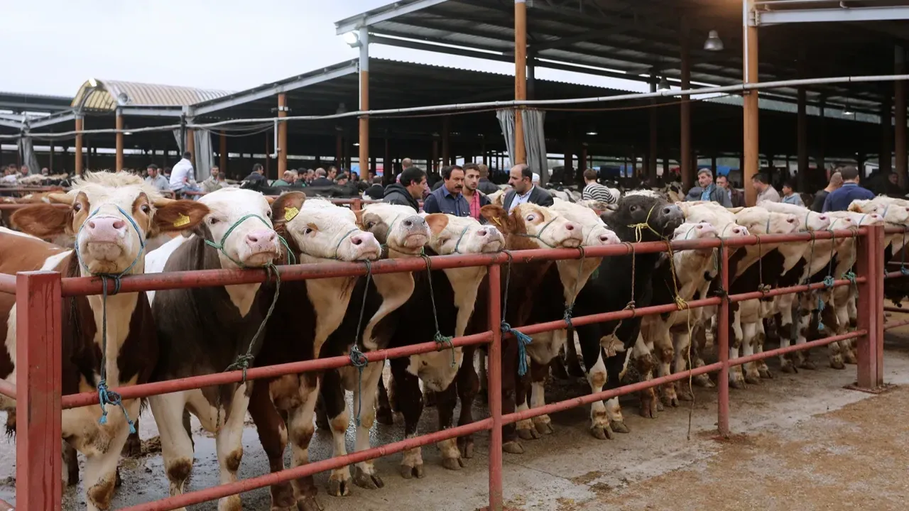 Hayvan pazarı ne zaman açılacak? Tarım ve Orman Bakanlığı açıklama yaptı