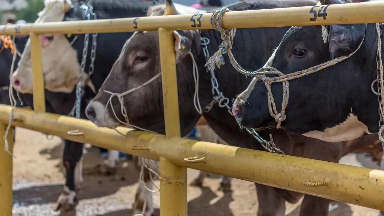 Hayvan pazarı ne zaman açılacak? Tarım ve Orman Bakanlığı açıklama yaptı