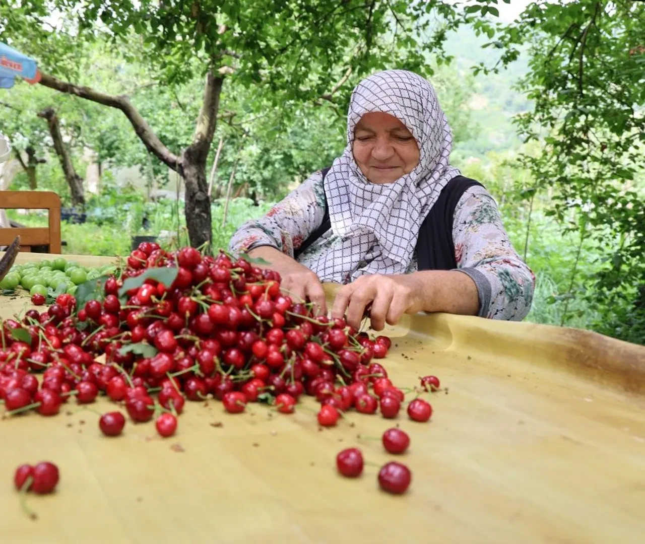 Kirazı don vurdu: 61 bin ton ihracat kaybı 