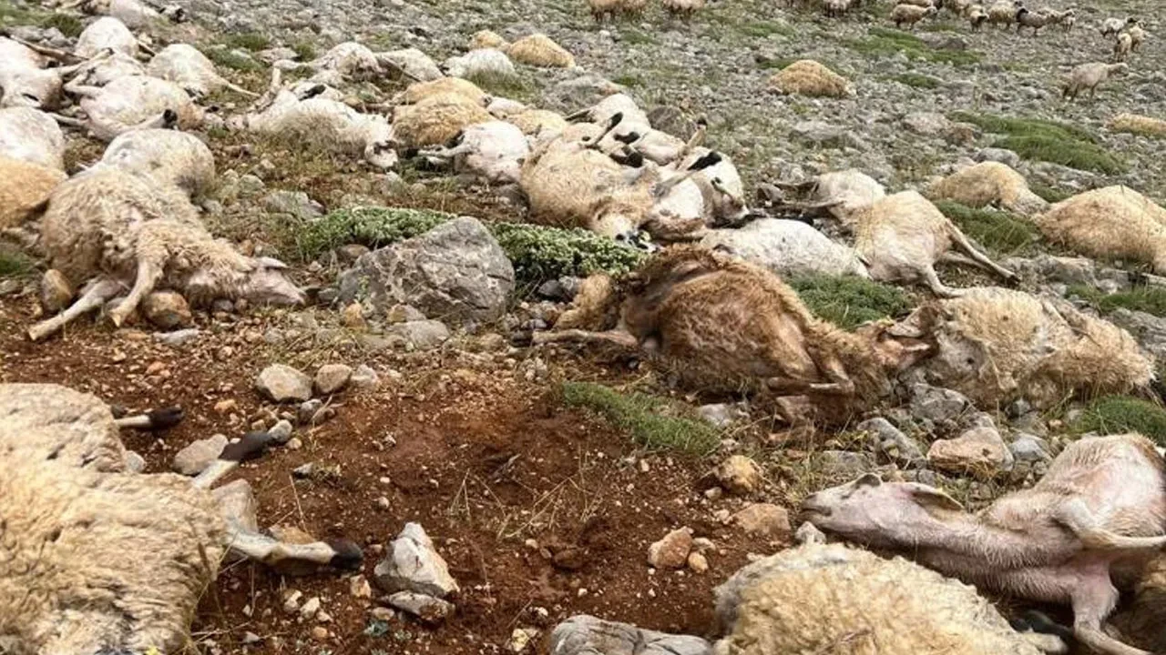 Tunceli'de sürüye yıldırım düştü! Yüzlerce koyun telef oldu