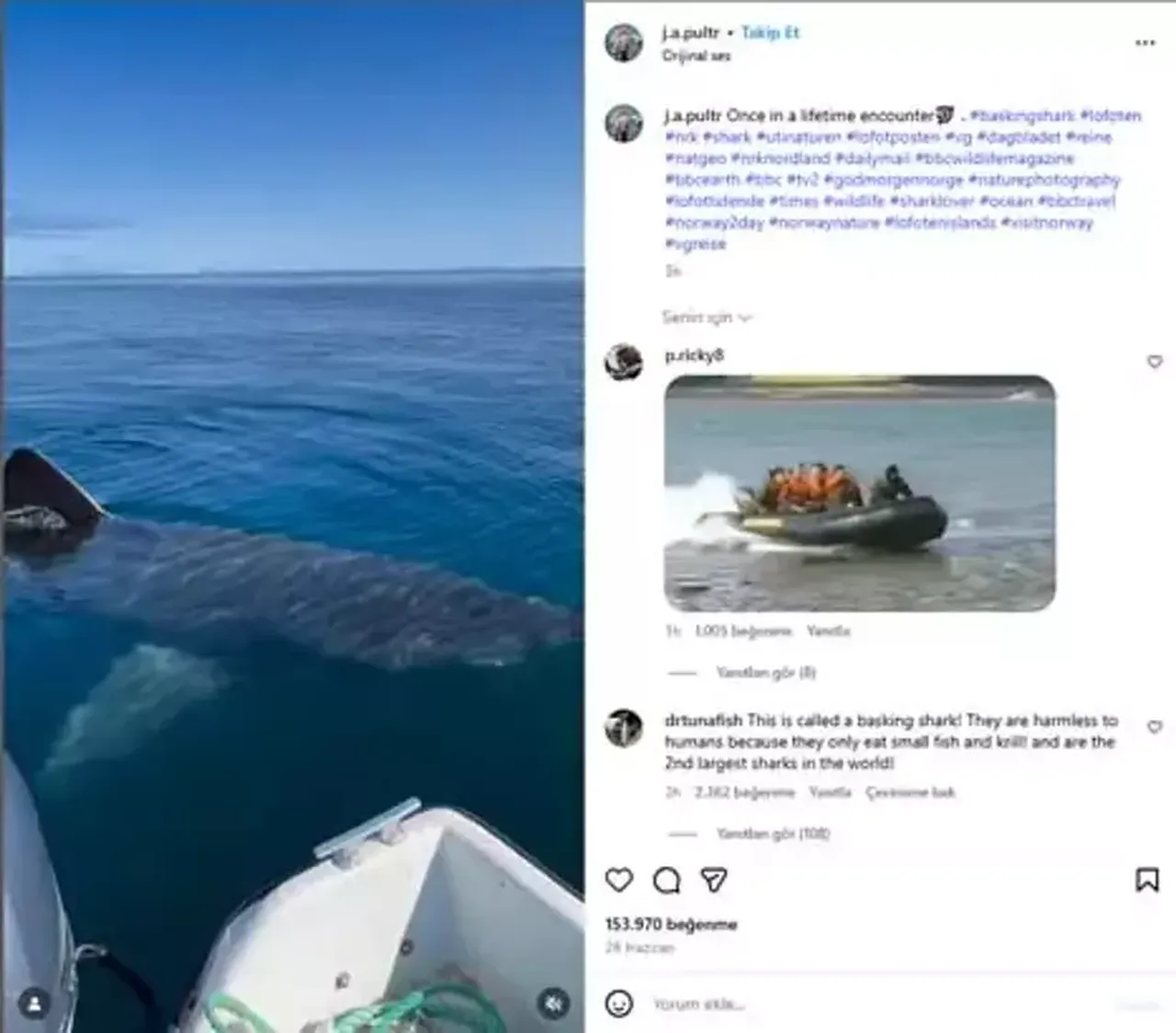 Antalya'da köpek balığı görüldü mü? O iddialara açıklama geldi 