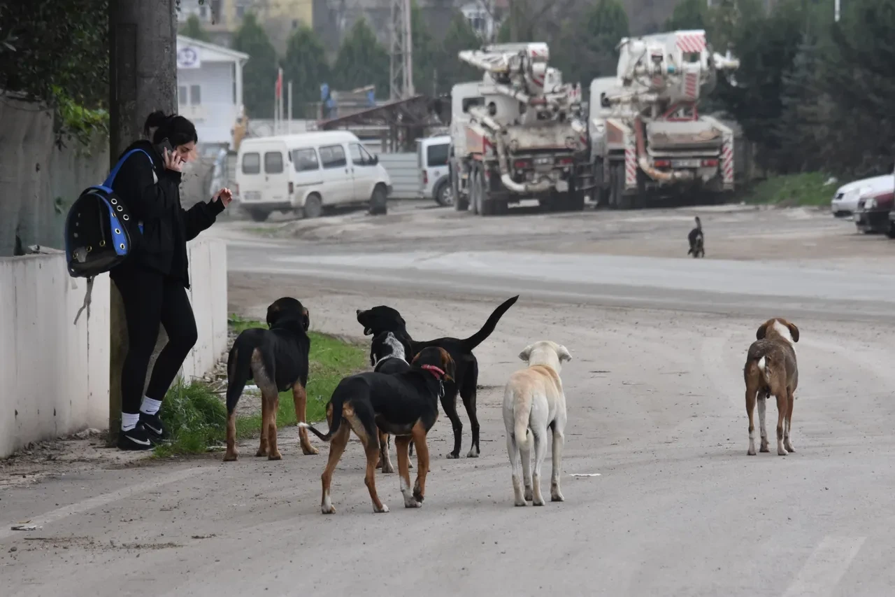 Başıboş köpek dehşetinin son durağı bu kez Ankara! 'Yanlarından geçmeye korkuyoruz'