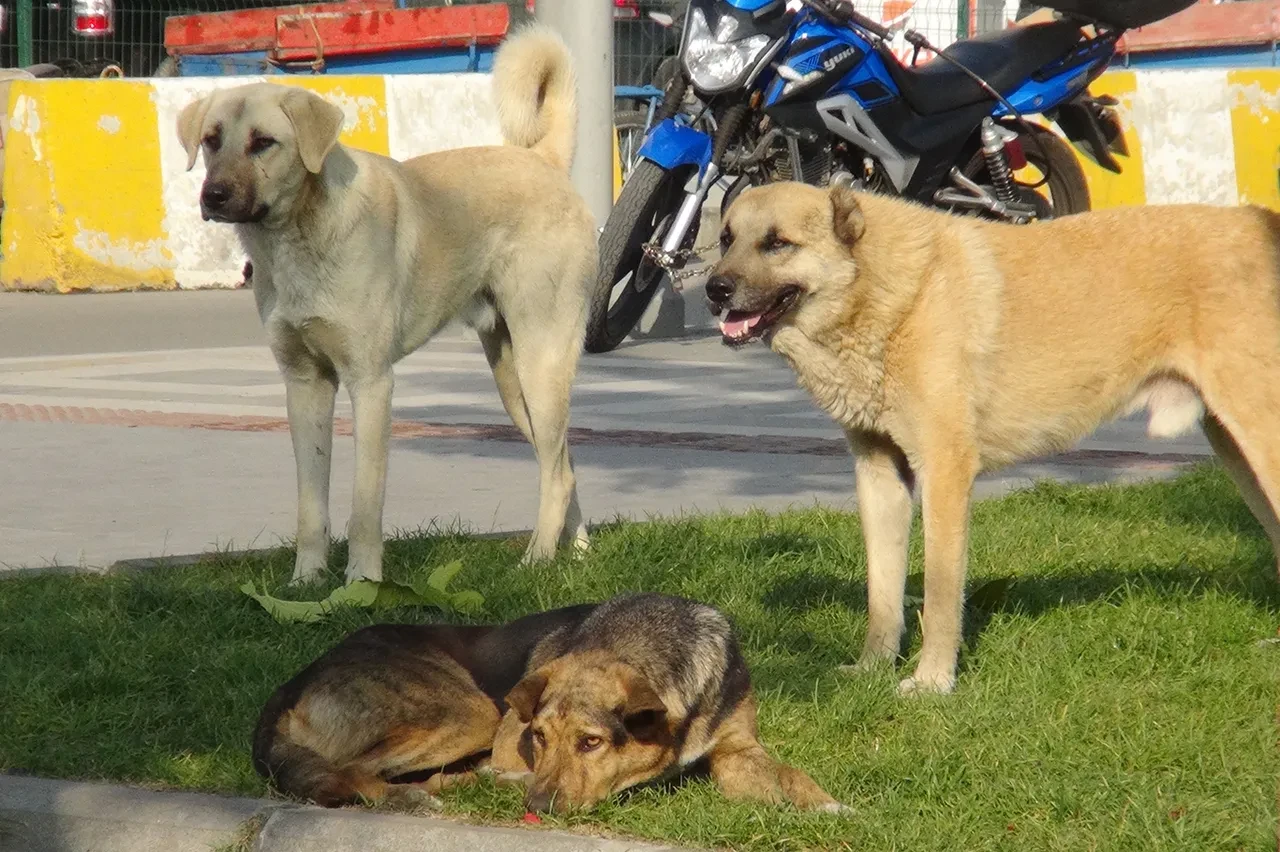 Başıboş köpek dehşetinin son durağı bu kez Ankara! 'Yanlarından geçmeye korkuyoruz'