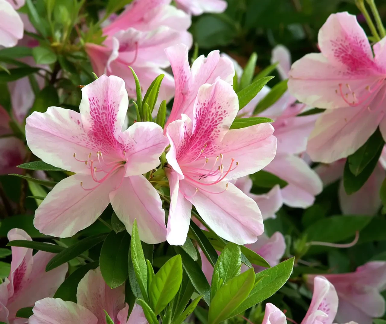 Bunları yatak odanızda asla bulundurmayın! Hem huzursuzluk hem uykusuzluğa sebep oluyorlar